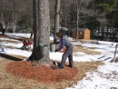 Setting the buckets to catch the syrup